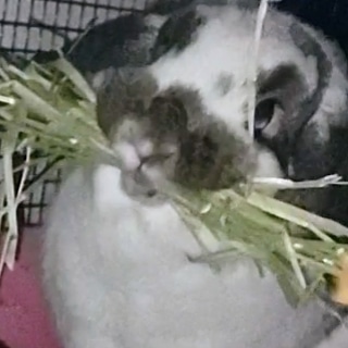 cookies looking very derpy.